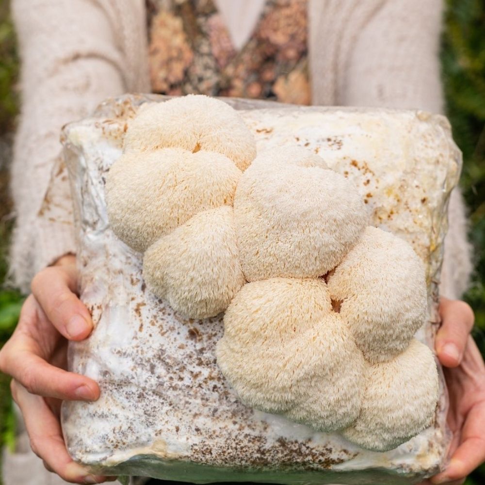 Mushroom Cultivation