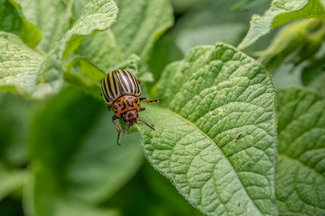 Organic Pest Control