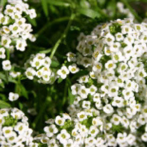 ALYSSUM Seeds, Carpet of Snow