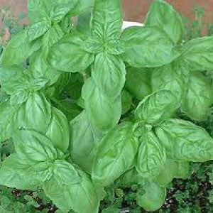 BASIL Seeds, Sweet