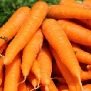 CARROT Seeds, Little Finger